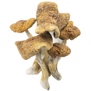 Buy Magic Mushrooms UK